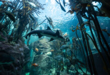 New Limits on Global Trade of Sharks