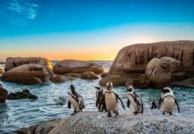 The Slap After the Tickle!…