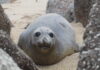 Marine Mammal Conservation in the Spotlight at Seal Health Week