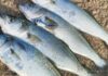 Shad Season Closure Clarified