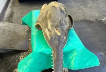 Beach Find a Locally Extinct Species of Fish