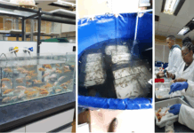 Breakthrough Study Finds Rooibos Boosts Tilapia Growth