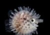 Two Oceans Aquarium Hosts Ocean Photographer of the Year 2025