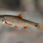 A Redfin Win for Conservation