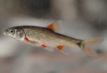 A Redfin Win for Conservation