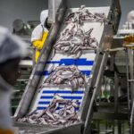 New Study Explores the Value of Long-Term Fishing Rights