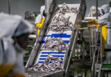 Namibia Hake Trawl and Longline Fishery Certification Renewed