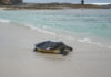 Tracking Nori… A Happy Conservation Story