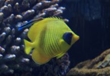 Inland Aquarium Adds to Its Collection