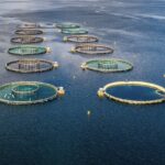 Namibia Salmon Farm Advances