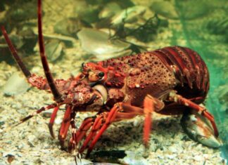 Seafood Sourcing Mission Looks to Eastern Cape Suppliers