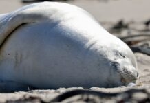 Rare Antarctic Visitor Shows Up Along Cape Coastline