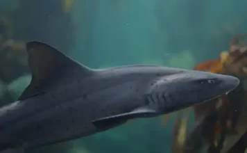 A Nod to Shark Conservation Research. Tagged Spotted Gully Sharks Released