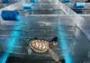 Help Stranded Baby Turtles