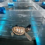 Help Stranded Baby Turtles