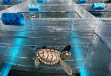Help Stranded Baby Turtles