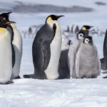 Updated IUCN Red List Highlights Climate Change Threat to Some Antarctic Species