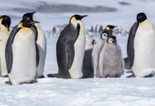 Updated IUCN Red List Highlights Climate Change Threat to Some Antarctic Species
