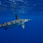 The Value of Citizen Science in Understanding Sharks and Rays in Mozambique