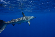 The Value of Citizen Science in Understanding Sharks and Rays in Mozambique