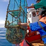 State of World Fisheries and Aquaculture 2026 Report Launched