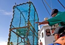 State of World Fisheries and Aquaculture 2026 Report Launched