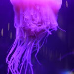 Get Up Close to the Rare Pink Meanie Jelly
