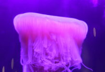 Get Up Close to the Rare Pink Meanie Jelly
