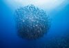 Global Survey Highlights Need For Greater Ocean Education, Awareness