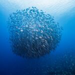 Global Survey Highlights Need For Greater Ocean Education, Awareness