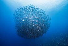 Global Survey Highlights Need For Greater Ocean Education, Awareness