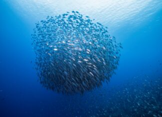 Global Survey Highlights Need For Greater Ocean Education, Awareness