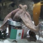 Cherry the Octopus Predicts Accurate Football Showdown