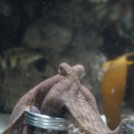 Cherry the Octopus Predicts Accurate Football Showdown