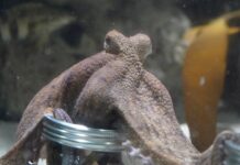 Cherry the Octopus Predicts Accurate Football Showdown
