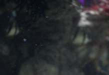 Cherry the Octopus Predicts Accurate Football Showdown