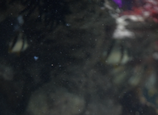 Cherry the Octopus Predicts Accurate Football Showdown