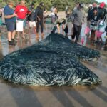 Sardine Run is Underway but Warm Water Persists