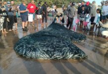 Sardine Run is Underway but Warm Water Persists
