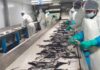 Namibian Fisheries Governance in Need of a Reset
