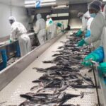 Namibian Fisheries Governance in Need of a Reset