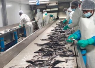 Namibian Fisheries Governance in Need of a Reset