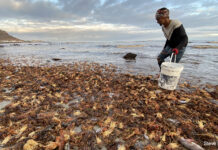 Scientists Track Oxygen Status Along West African Coast