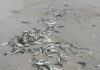 Sardine Investigation Advances