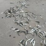 Sardine Investigation Advances