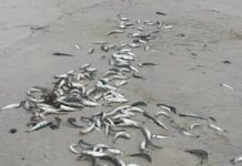 Sardine Investigation Advances