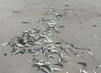 Sardine Investigation Advances