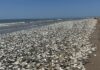 Dead Sardines in Gqeberha too, Additional Management Measures Possible