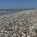 Dead Sardines in Gqeberha too, Additional Management Measures Possible