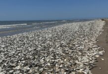 Dead Sardines in Gqeberha too, Additional Management Measures Possible